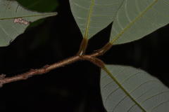 Nothopegia travancorica